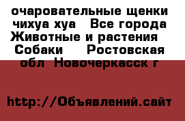 очаровательные щенки чихуа-хуа - Все города Животные и растения » Собаки   . Ростовская обл.,Новочеркасск г.